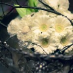 012_Sunflower&i_Briday