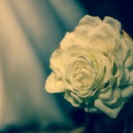 122_Sunflower&i_Briday